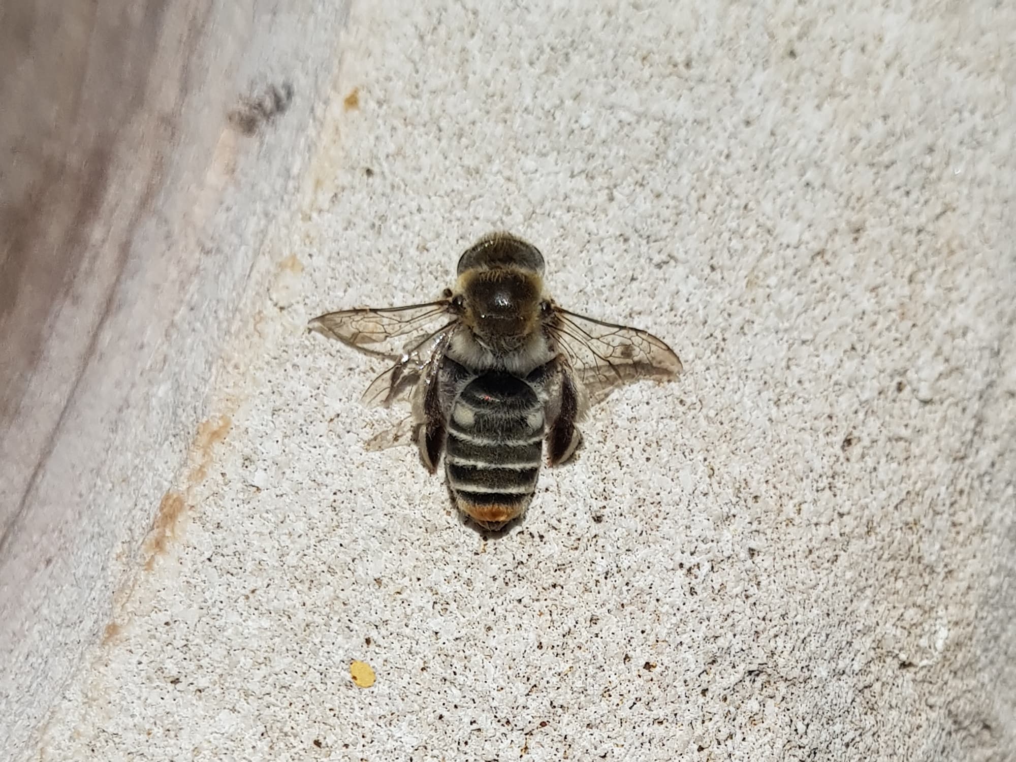 Stenotritus pubescens, Alice Springs NT