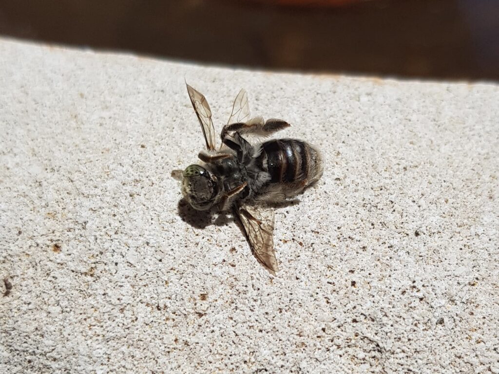 Stenotritus pubescens, Alice Springs NT