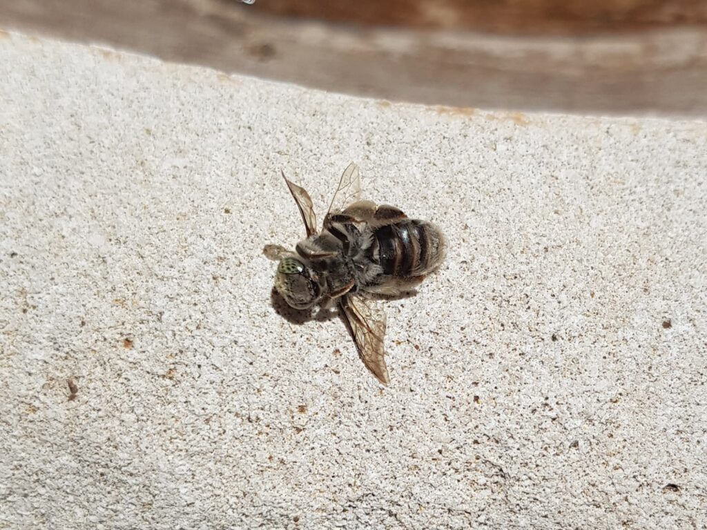 Stenotritus pubescens, Alice Springs NT
