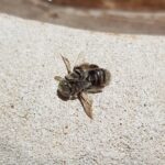 Stenotritus pubescens, Alice Springs NT