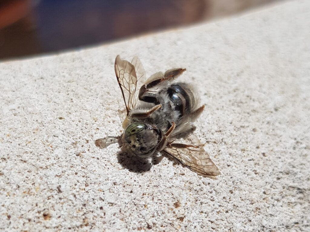 Stenotritus pubescens, Alice Springs NT