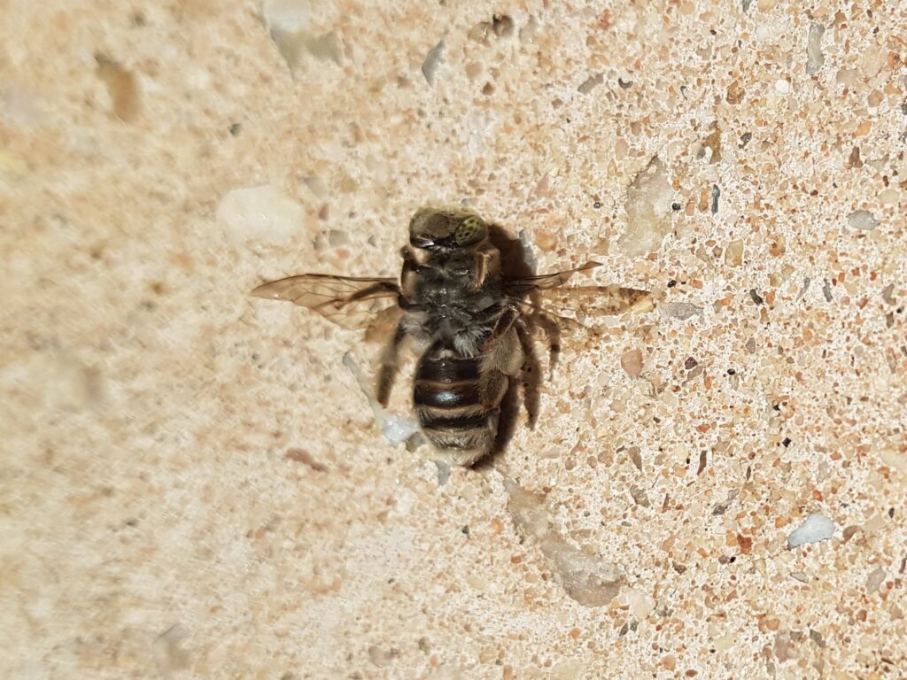 Stenotritus pubescens, Alice Springs NT