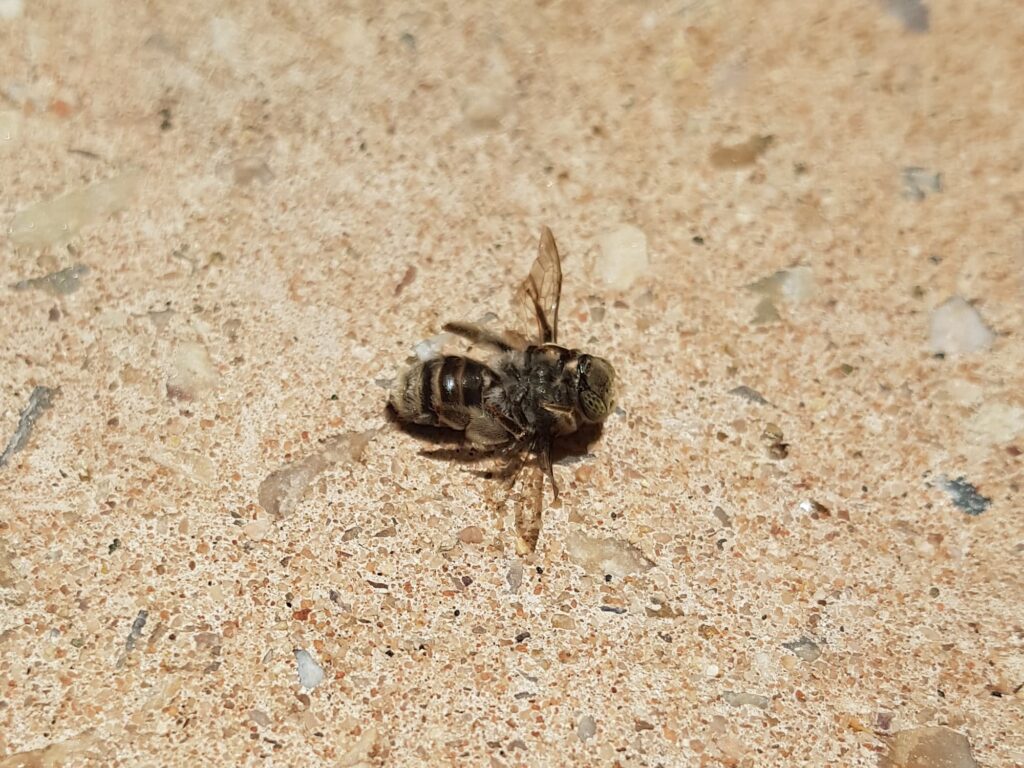 Stenotritus pubescens, Alice Springs NT