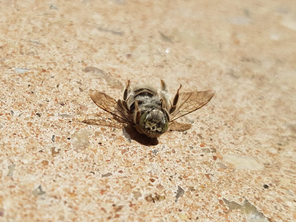 Stenotritus pubescens, Alice Springs NT