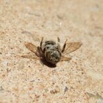 Stenotritus pubescens, Alice Springs NT