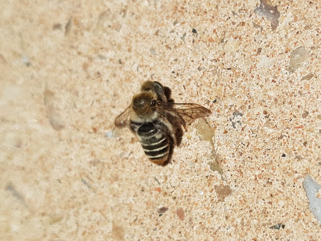 Stenotritus pubescens, Alice Springs NT