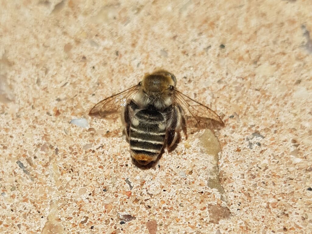 Stenotritus pubescens, Alice Springs NT