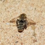 Stenotritus pubescens, Alice Springs NT