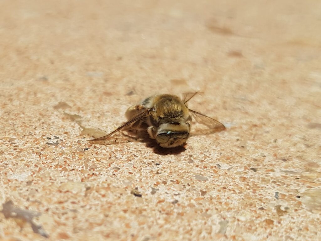 Stenotritus pubescens, Alice Springs NT