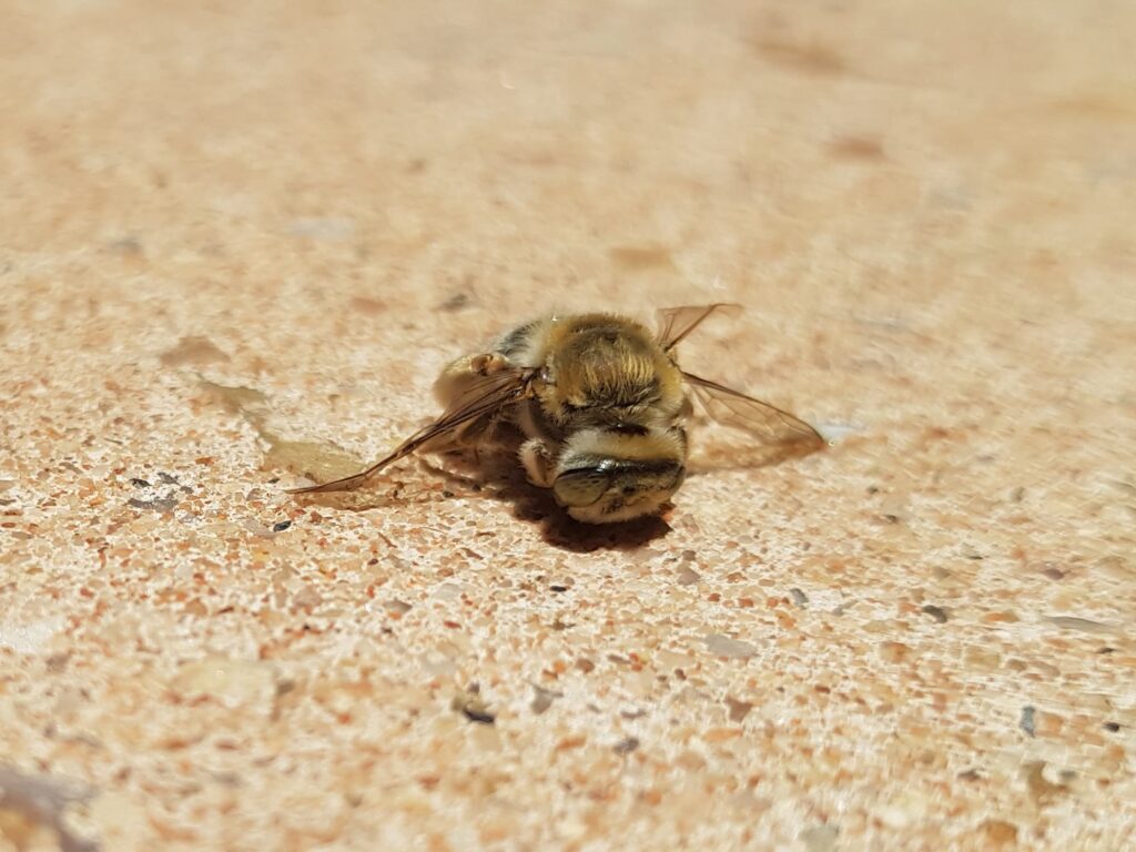 Stenotritus pubescens, Alice Springs NT