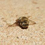 Stenotritus pubescens, Alice Springs NT