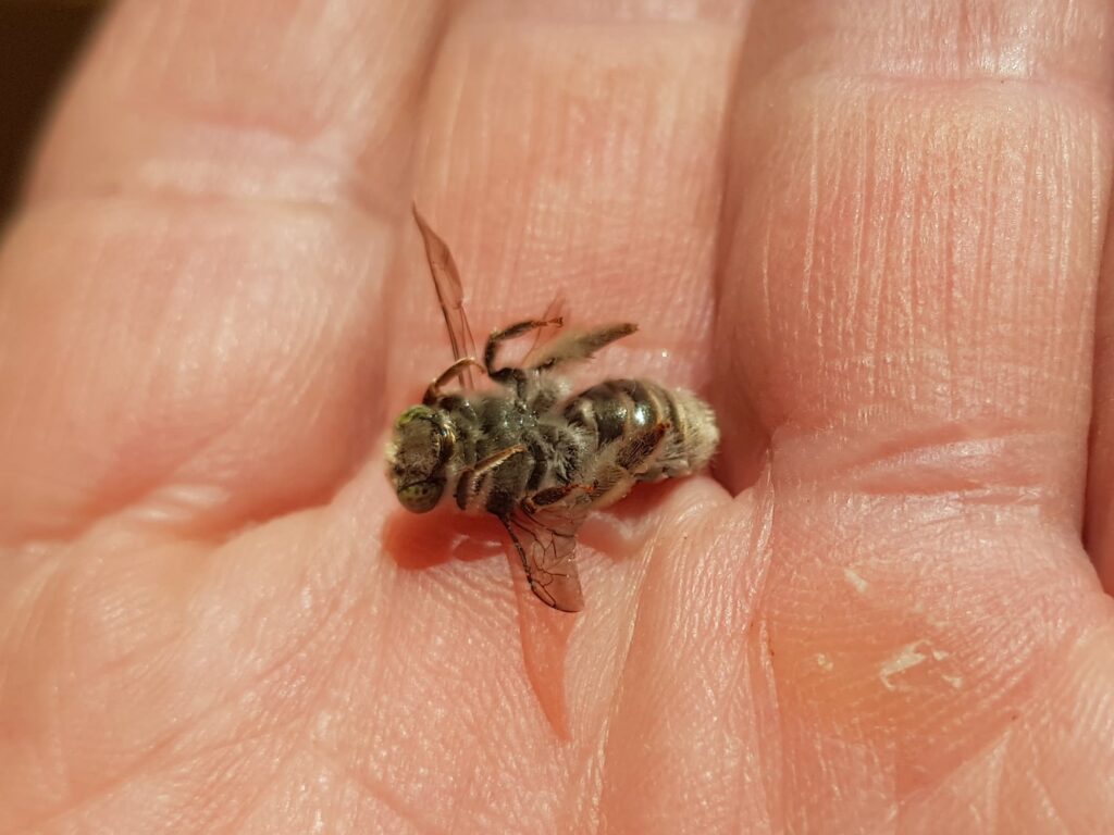 Stenotritus pubescens, Alice Springs NT