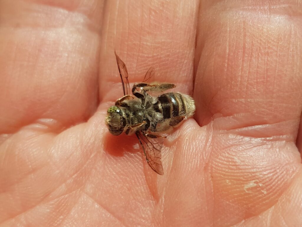 Stenotritus pubescens, Alice Springs NT