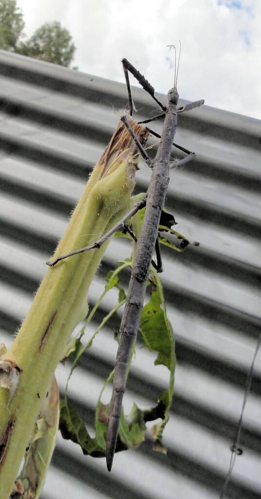 Stick Insect, Alice Springs, NT