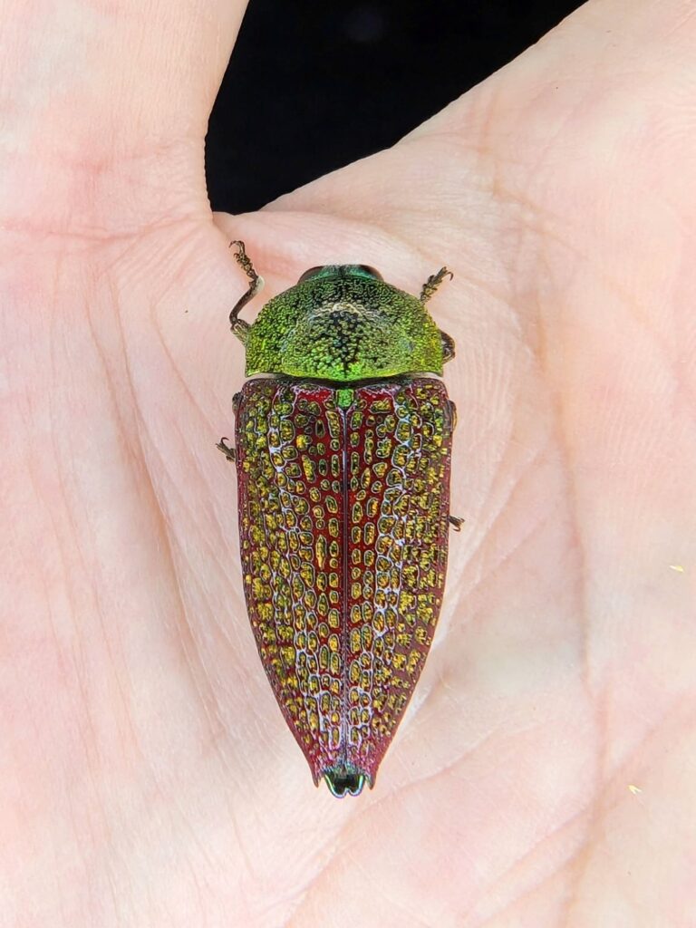 Stigmodera sanguinosa (family Buprestidae), north of Perth WA © Joshua Gan