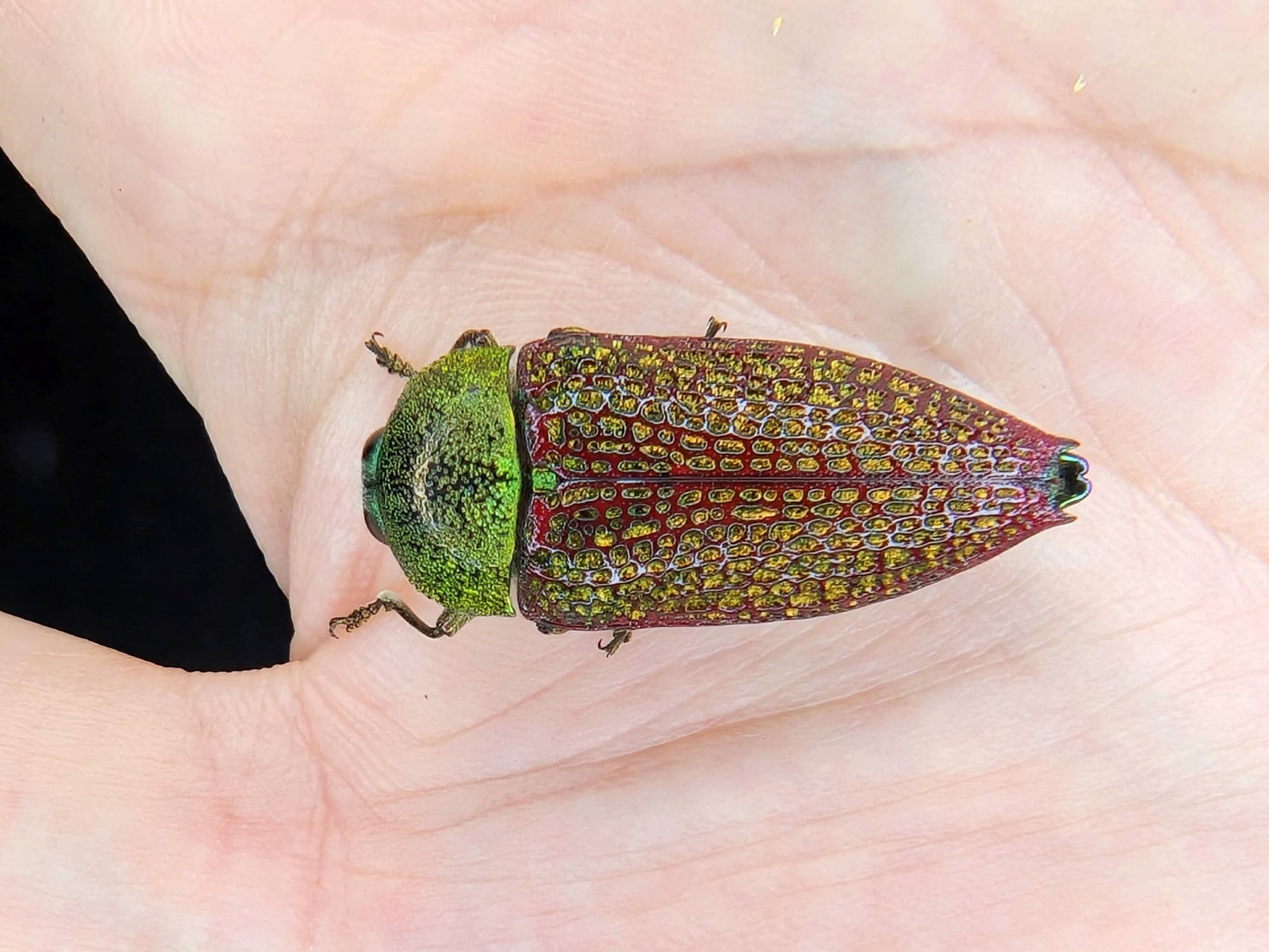Stigmodera sanguinosa (family Buprestidae), north of Perth WA © Joshua Gan