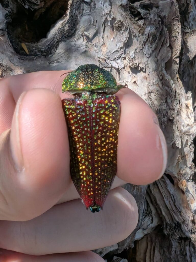 Stigmodera sanguinosa (family Buprestidae), north of Perth WA © Joshua Gan