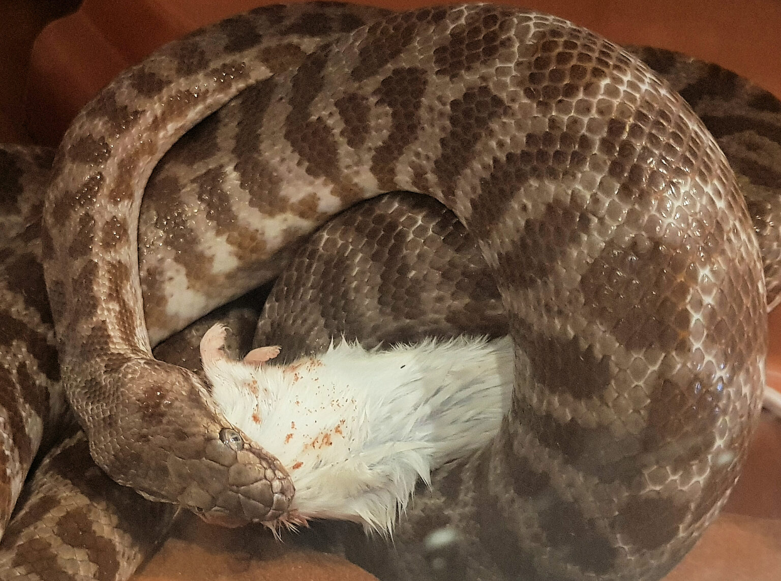 Stimson’s Python – Ausemade