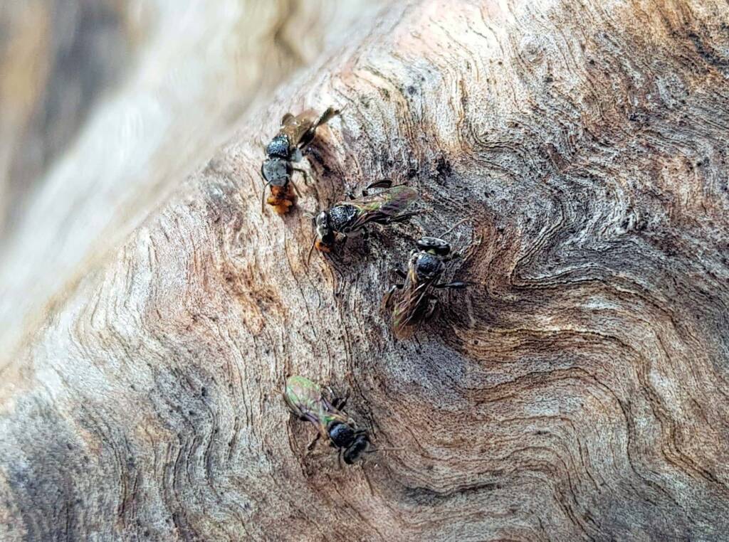 Native Honey Bee (Sugar Bags), Tetragonula carbonaria, Stony Range Regional Botanic Garden, Dee Why NSW