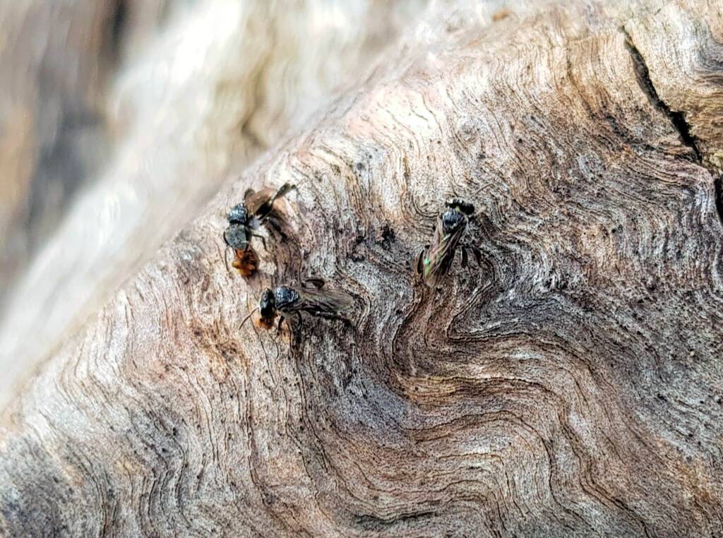 Native Honey Bee (Sugar Bags), Tetragonula carbonaria, Stony Range Regional Botanic Garden, Dee Why NSW