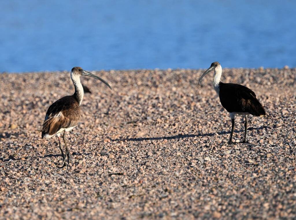 Straw-necked Ibis (Threskiornis spinicollis), Alice Springs Sewage Ponds, NT © Dorothy Latimer