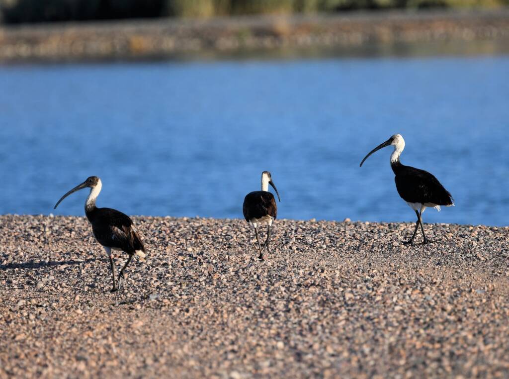 Straw-necked Ibis (Threskiornis spinicollis), Alice Springs Sewage Ponds, NT © Dorothy Latimer