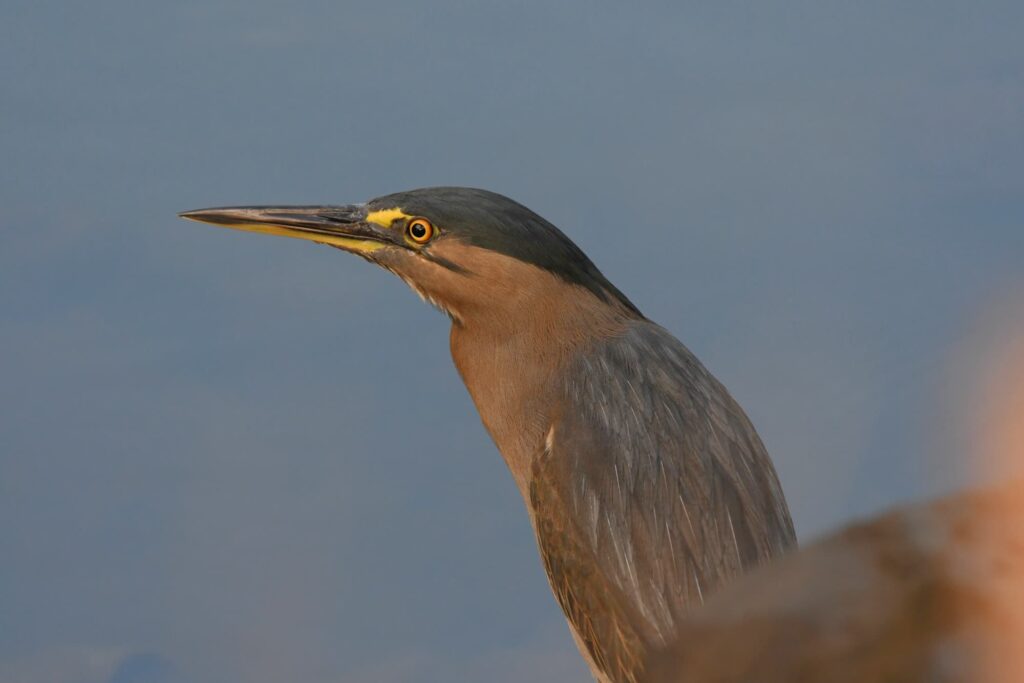Striated Heron, Goldcoast QLD © Dorothy Latimer