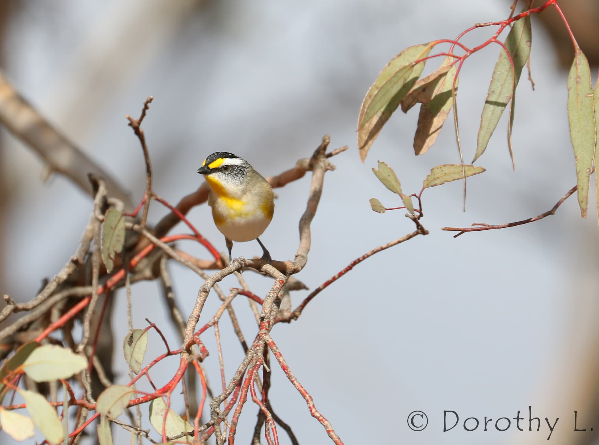 Striated Pardalote (Pardalotus striatus)