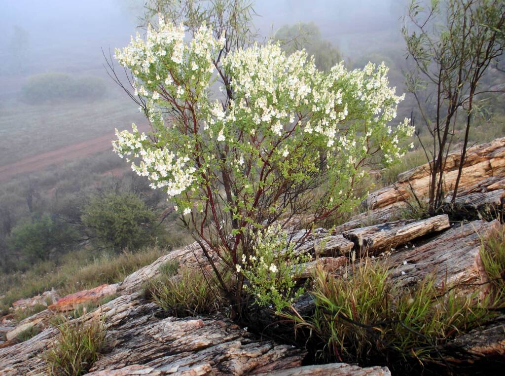 Striped Mintbush (Prostanthera striatiflora)