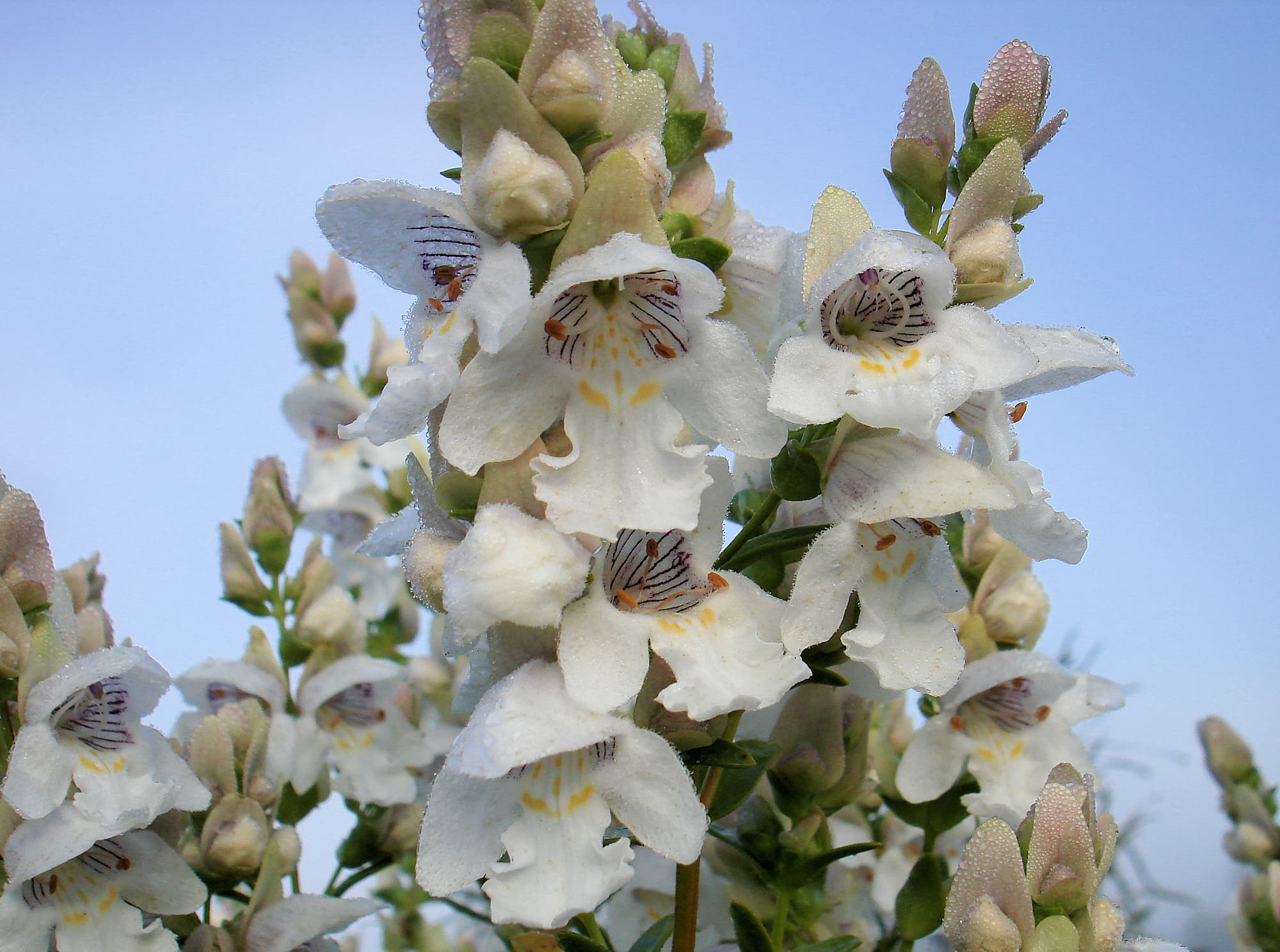 Striped Mintbush (Prostanthera striatiflora)