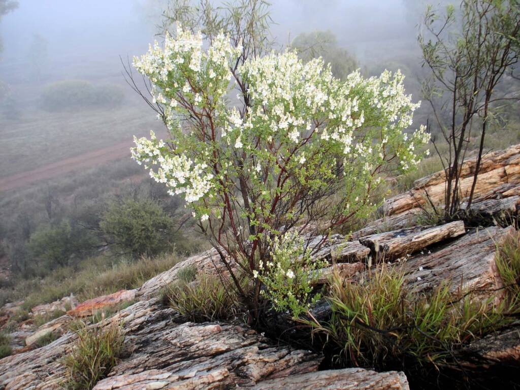 Striped Mintbush (Prostanthera striatiflora), west side of Alice Springs NT