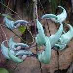 Jade Vine (Strongylodon macrobotrys), Royal Botanic Garden Sydney NSW