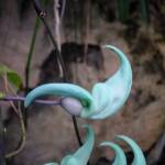 Jade Vine (Strongylodon macrobotrys), Royal Botanic Garden Sydney NSW