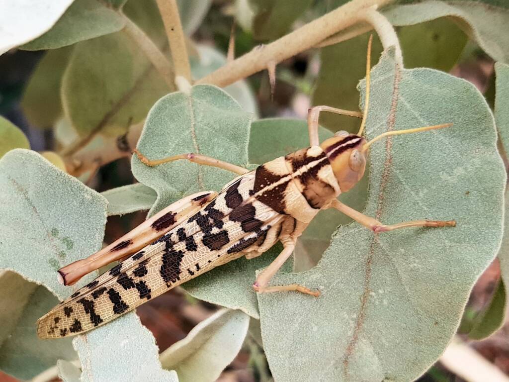 Variable Stropis (Stropis nigrovitellina), Alice Springs NT