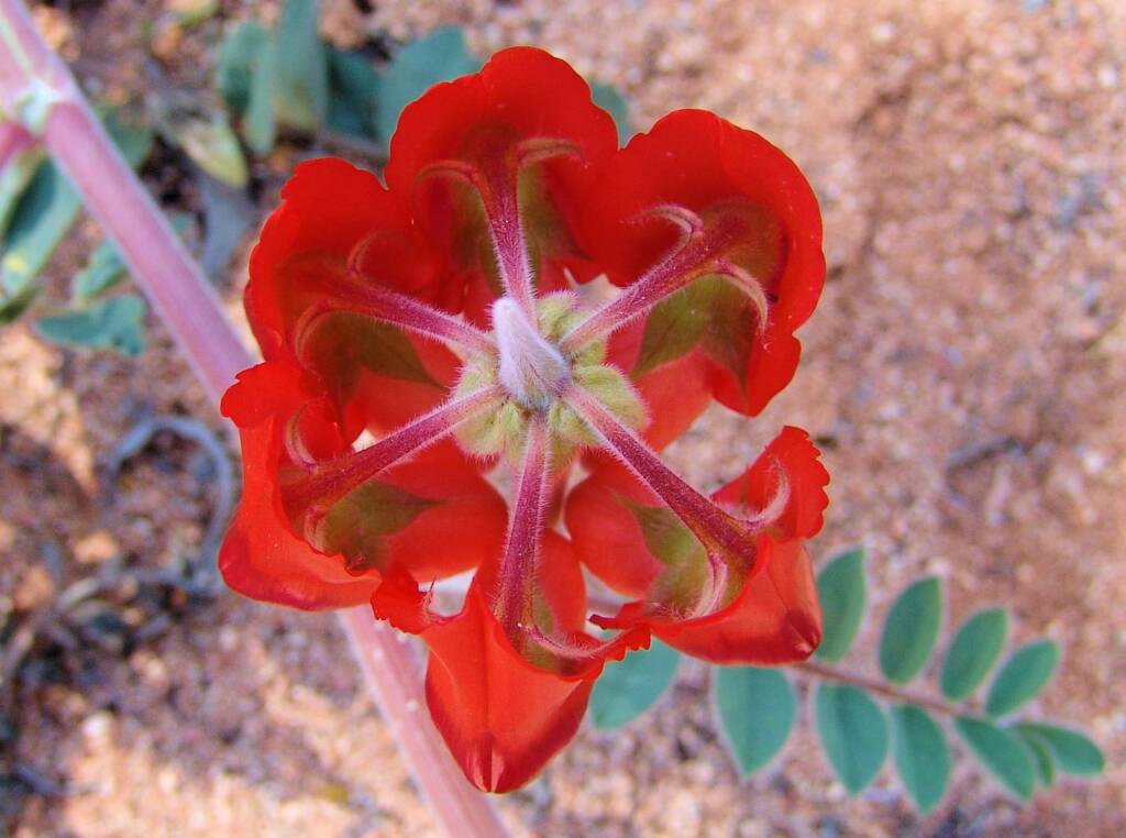 Northern form of Sturt's Desert Pea (Swainsona formosa), Araluen Cultural Precinct, Alice Springs NT