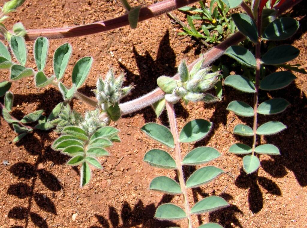 Northern form of Sturt's Desert Pea (Swainsona formosa), Araluen Cultural Precinct, Alice Springs NT