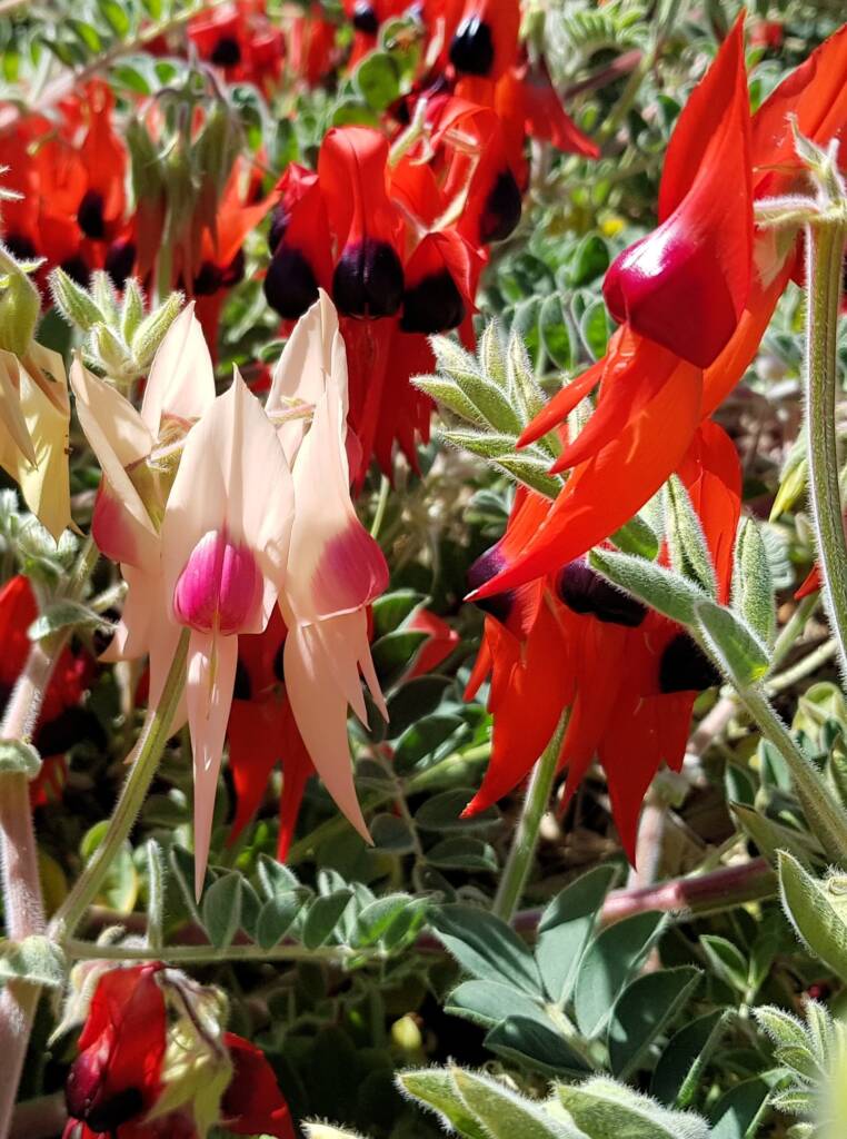 Different colour forms of Sturt’s Desert Pea (Swainsona formosa), Alice Springs NT