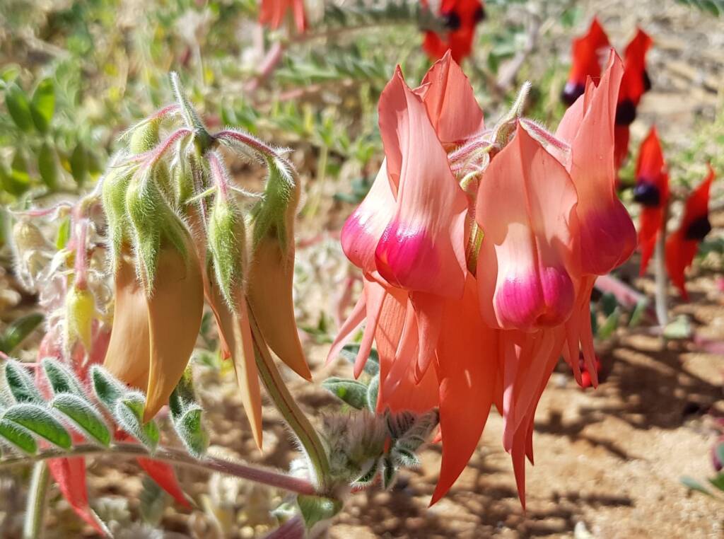 Pink Sturt’s Desert Pea (Swainsona formosa), Alice Springs NT