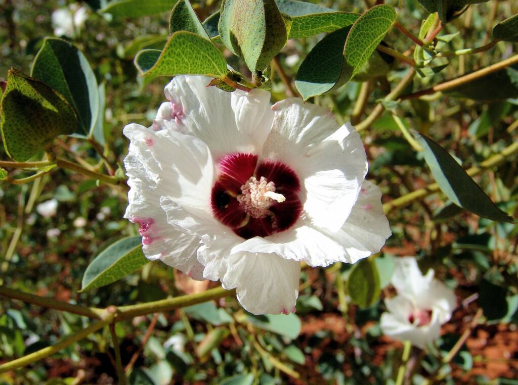Sturt's Desert Rose (Gossypium sturtianum