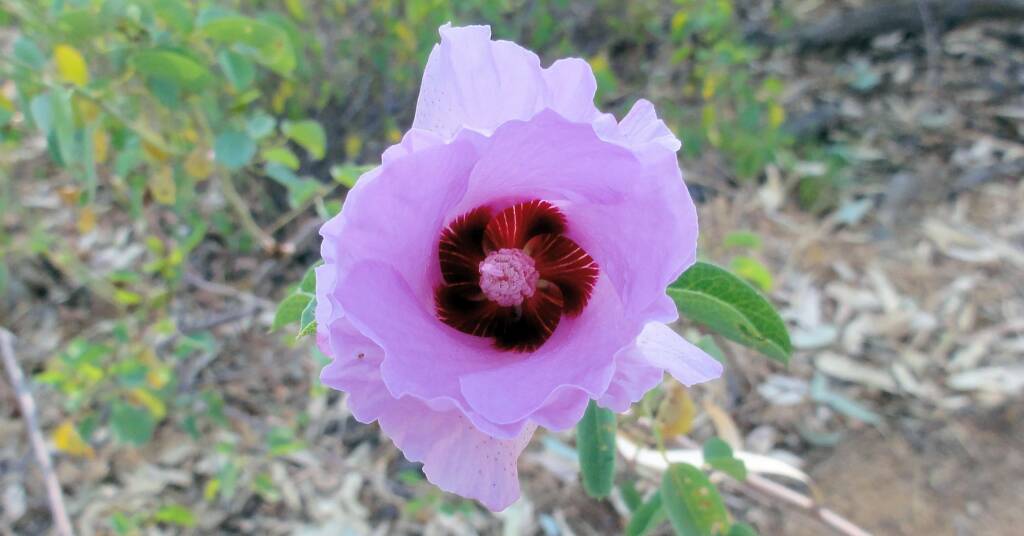 Sturt's Desert Rose (Gossypium sturtianum