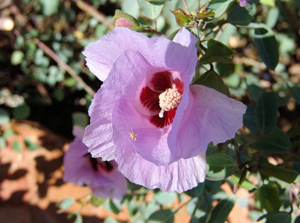 Sturt's Desert Rose (Gossypium sturtianum)