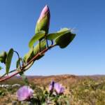 Sturt's Desert Rose (Gossypium sturtianum)