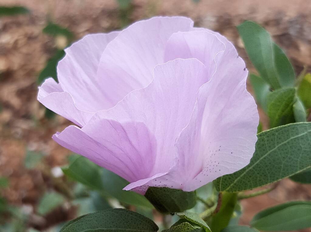 Sturt's Desert Rose (Gossypium sturtianum var. sturtianum)