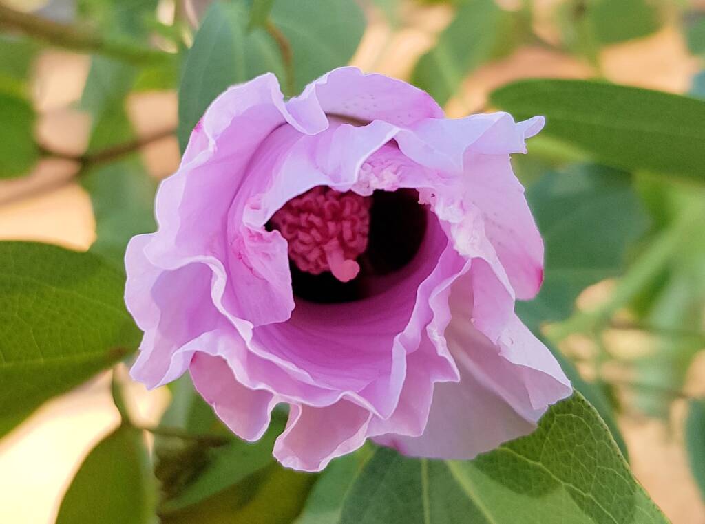 Sturt's Desert Rose (Gossypium sturtianum var. sturtianum)