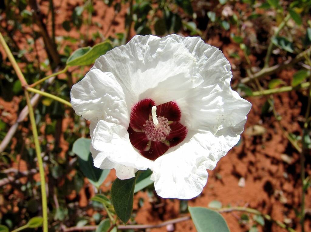 Sturt's Desert Rose white variety (Gossypium sturtianum var. sturtianum), Alice Springs Desert Park NT