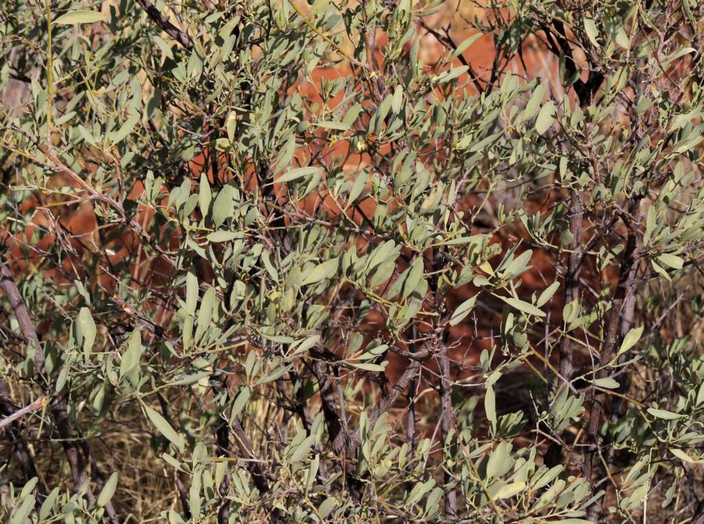 Pebble Bush (Stylobasium spathulatum), Newhaven Wildlife Sanctuary NT © Dorothy Latimer