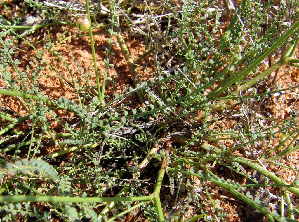 Small-Leaf Swainson-Pea (Swainsona microphylla), Ilparpa Claypans NT