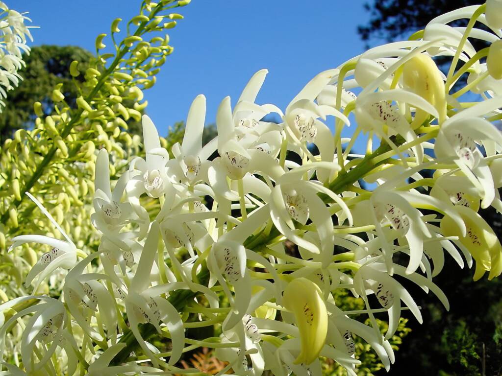 Sydney Rock Orchid (Dendrobium speciosum), Royal Botanic Garden Sydney NSW