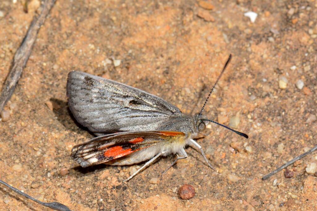 Synemon catocaloides (Sun Moth), Buntine Nature Reserve WA © Jean and Fred Hort