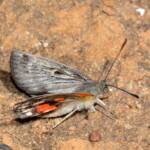 Synemon catocaloides (Sun Moth), Buntine Nature Reserve WA © Jean and Fred Hort